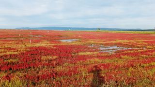 9月のサンゴ草が魅力