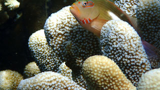 ブナケン国立海洋公園