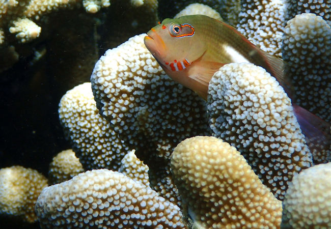 シュノーケルでも楽しめる海