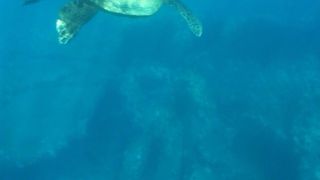 ウミガメツアー