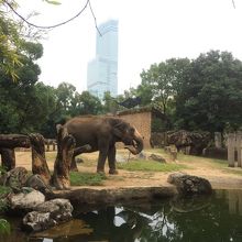 ハルカスと綺麗に撮れました