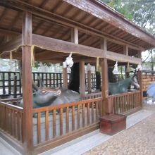 出雲大社神馬神牛像