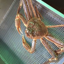 この蟹を蒸してくれます