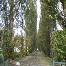 並木