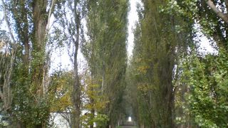 少し色づいたポプラ並木