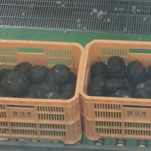 こんにゃく芋だ！！