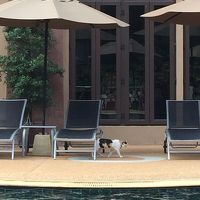 ホテルで飼ってる？猫ちゃん