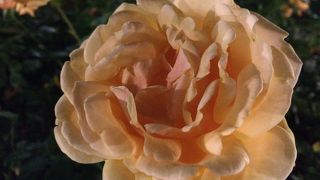 バラの見頃です