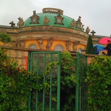 ブドウが植えられています。