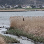 利根川の河川敷は野鳥がいっぱい