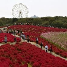 コキアとコスモスのハーモニーに癒されます