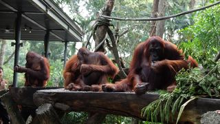 まさに“Jungle Breakfast”