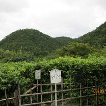 庭園から鷹ヶ峯三山を臨む