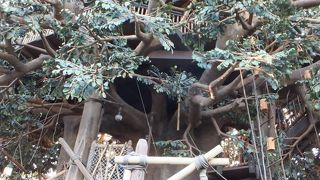 シンデレラ城が目の高さに見えます