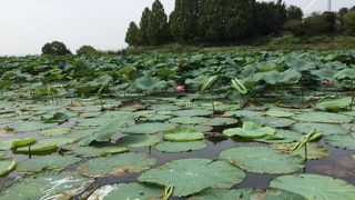 ハスの花が綺麗でした