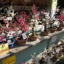 水戸の梅まつりで販売されていた梅の盆栽