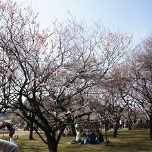 水戸の梅まつり