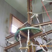 オランウータン舎