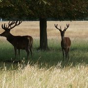 野生の鹿が戯れる、ロンドン郊外の広大な公園
