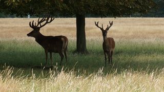 野生の鹿が戯れる、ロンドン郊外の広大な公園