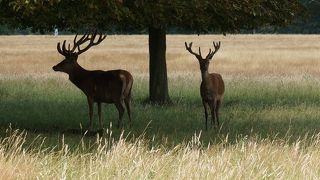 野生の鹿が戯れる、ロンドン郊外の広大な公園