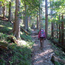 こういう歩きやすい道が多いです。