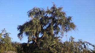 枝垂れ桜が有名