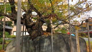 巨石が落雷をうけてできた・・・