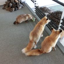 キツネのはく製にびっくり
