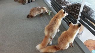 面白い展示が多いです