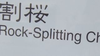 時期に行きたいです