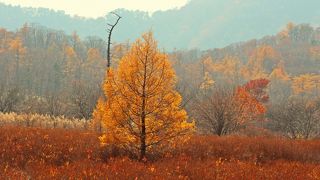神様たちは我儘揃い～戦場ヶ原の紅葉状況と神様のバトル～
