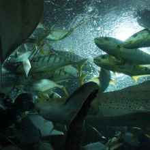 ダイバーがエサをまくと大迫力!