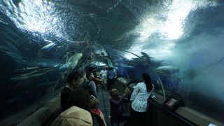 ぐるぐる回れるアクリルトンネル