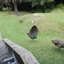敷地内には孔雀もいました。