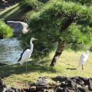 野鳥が来ていました