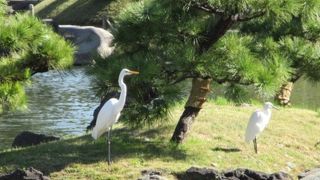 野鳥が来ていました