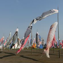 一面の鯉のぼり