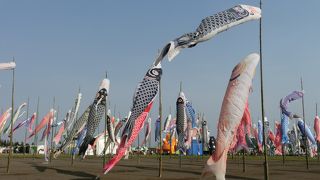 ネモフィラと鯉のぼり