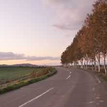 セブンスターの木のすぐそばにある白樺並木