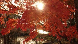 夕日に映える紅葉