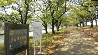 桜と芝桜が美しいです