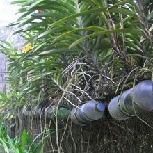 ラン栽培にも立ち寄ります