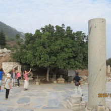 勝利女神ニケのレリーフの脇にある月桂樹の木。