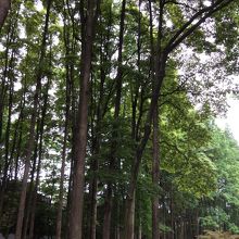 背の高い木も沢山