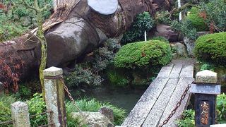 大ケヤキの根元から