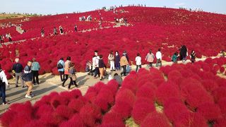 期間限定・一面の赤とピンク！