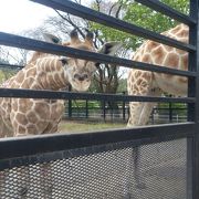 自分の手でエサをあげられるよー！！貴重な動物園！！