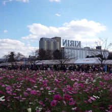 コスモスと工場