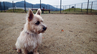 ワンコ連れには貴重なスポット